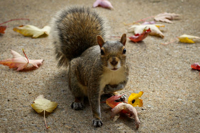 High angle view of squirrel eating food