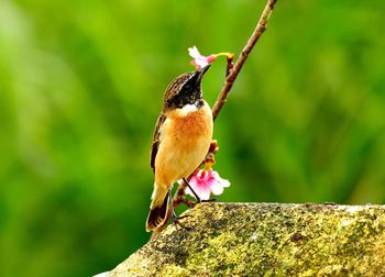 Close-up of bird perching on branch