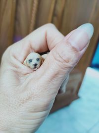 Close-up of person holding hand