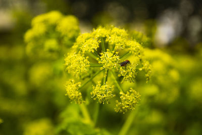 Close-up of yellow flowering plant on field