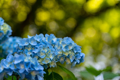 Close-up of blue hydrangea flowers