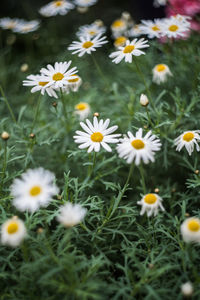 Close-up of white daisy flowers on field