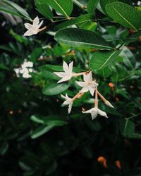 Close-up of white flowering plant