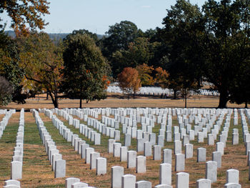 Trees in cemetery