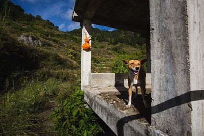 Portrait of dog by plants