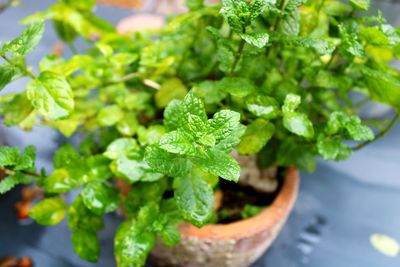 High angle view of green leaves