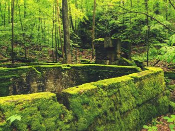 Scenic view of forest