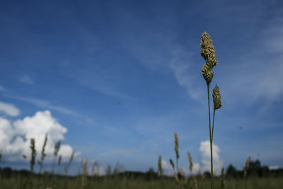 Close-up of stalks against blue sky