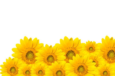 Close-up of sunflowers against white background