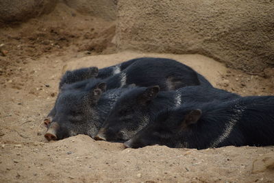 Collar peccary in the dessert