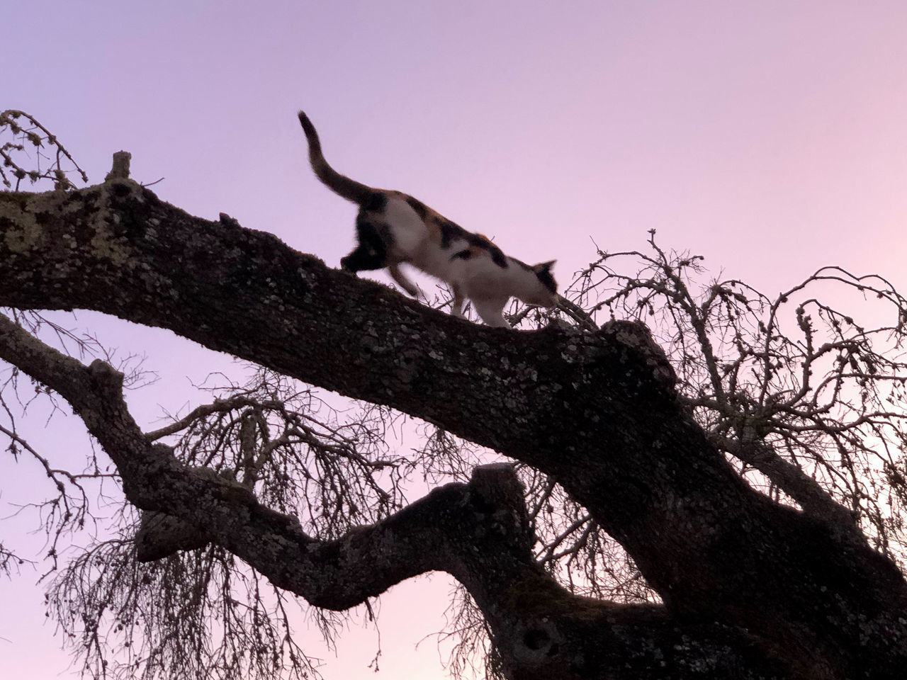 LOW ANGLE VIEW OF A TREE