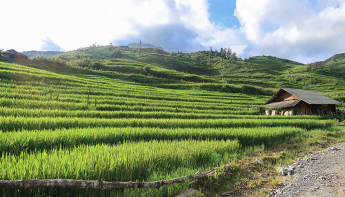 Scenic view of agricultural field against sky