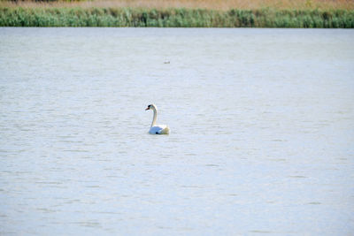 Duck swimming in lake