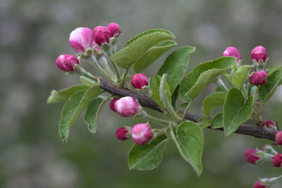 Close-up of pink flowering plant