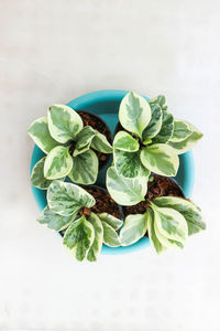 High angle view of green leaves on table