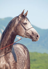 Horse looking away while standing against sky