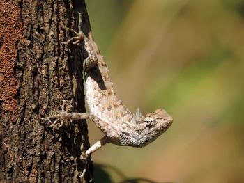 Close-up of bearded dragon on tree trunk
