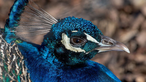 Close-up of a peacock