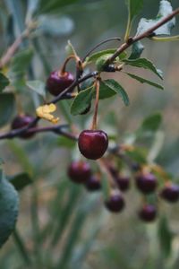 Close-up of berries growing on tree