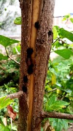 Close-up of tree trunk