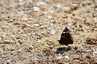 Close-up of butterfly on rock