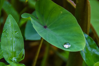 Close-up of leaves