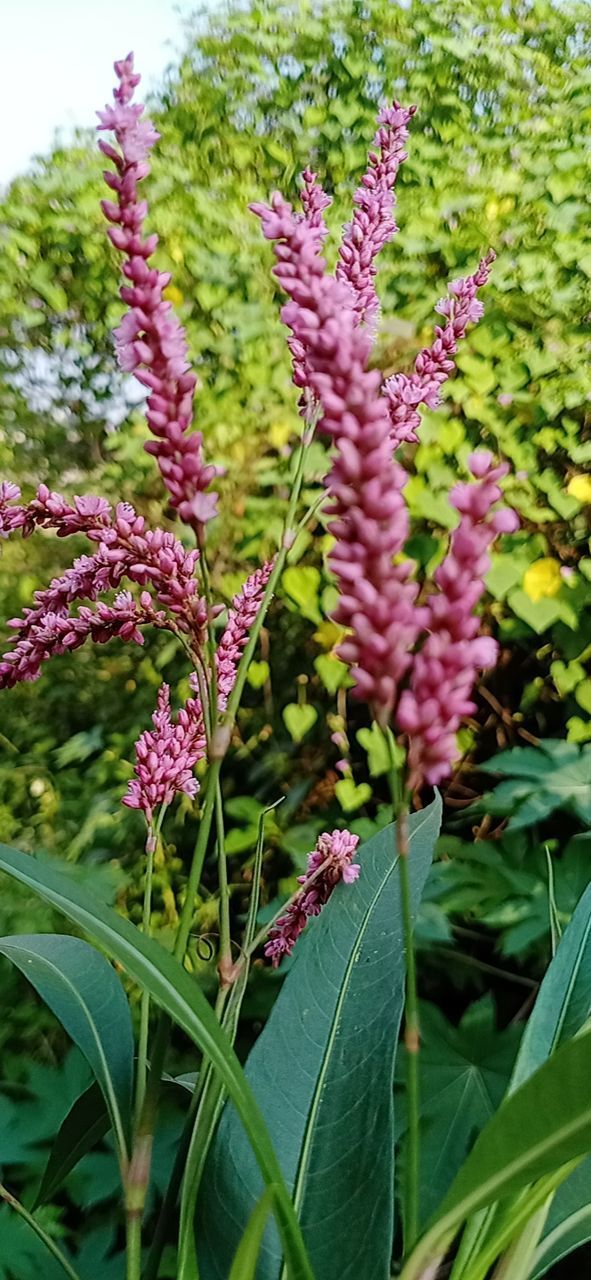 CLOSE-UP OF PINK FLOWERS