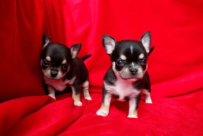 Portrait of two dogs on red puppy