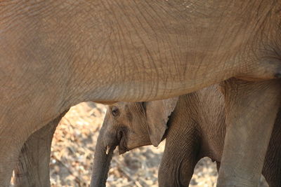 Close-up of calf with elephant on field