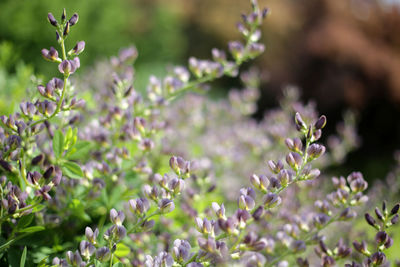 Close-up of purple flowering plant