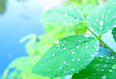 Close-up of wet plant leaves