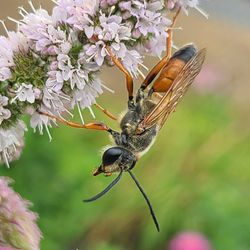 Close-up of butterfly pollinating on flower