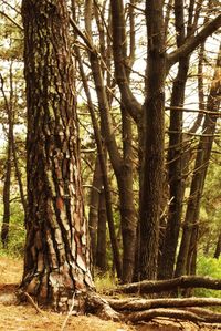 Trees in forest