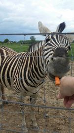 Zebra crossing against sky