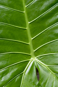 Full frame shot of green leaves