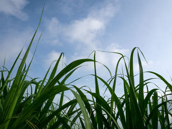 Low angle view of bamboo plants growing on field against sky