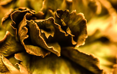 Close-up of wilted plant