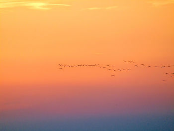 Birds flying in the sky during sunset