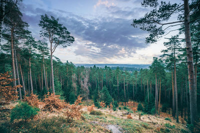 Scenic view of forest against sky