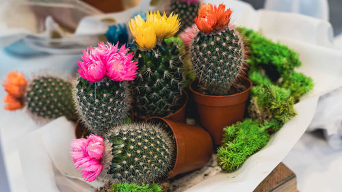 Close-up of cactus flower pot on table