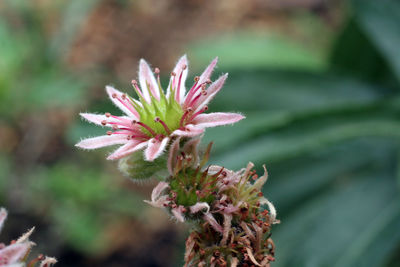 Close-up of pink flowering plant