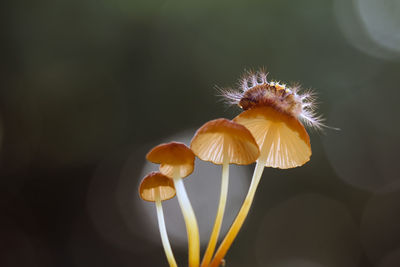 Caterpillar on mushrooms