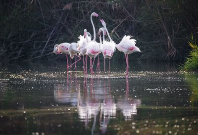 Flamingoes standing in lake