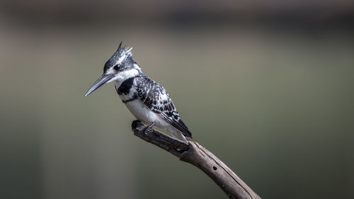 Close-up of bird perching outdoors