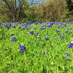 Purple flowers blooming in field