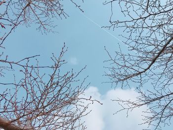 Low angle view of bare tree against blue sky