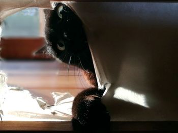 Close-up portrait of cat