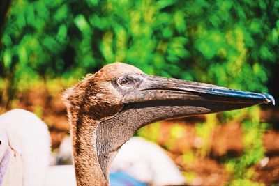 Close-up of a bird looking away