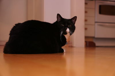 Portrait of black cat relaxing on hardwood floor