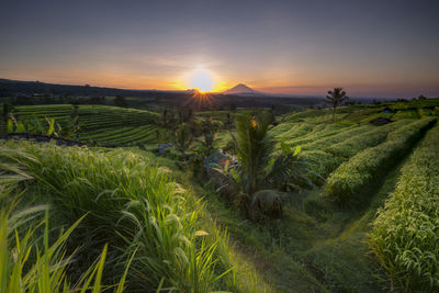 Scenic view of agricultural field against sky during sunset